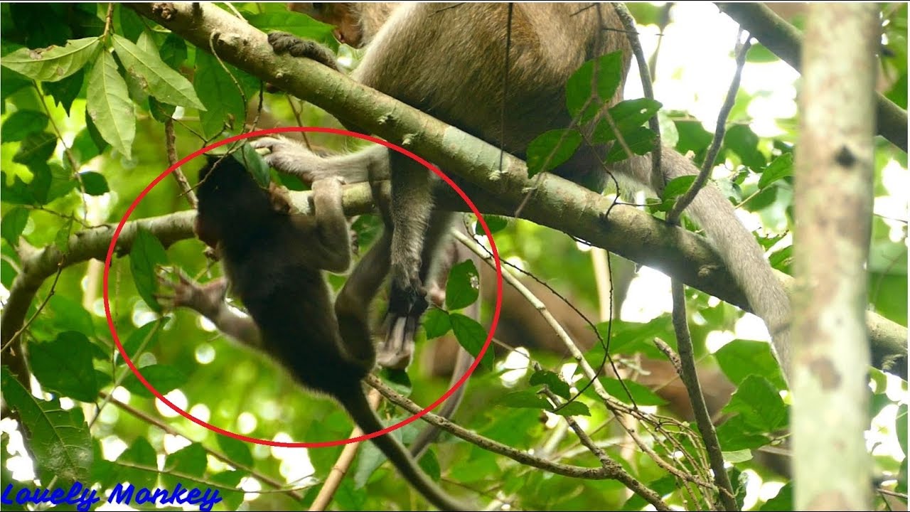 Worry Little Baby Monkey Lizza Slide Down From The Tree | Little Baby Lizza Keep Hyper Active.