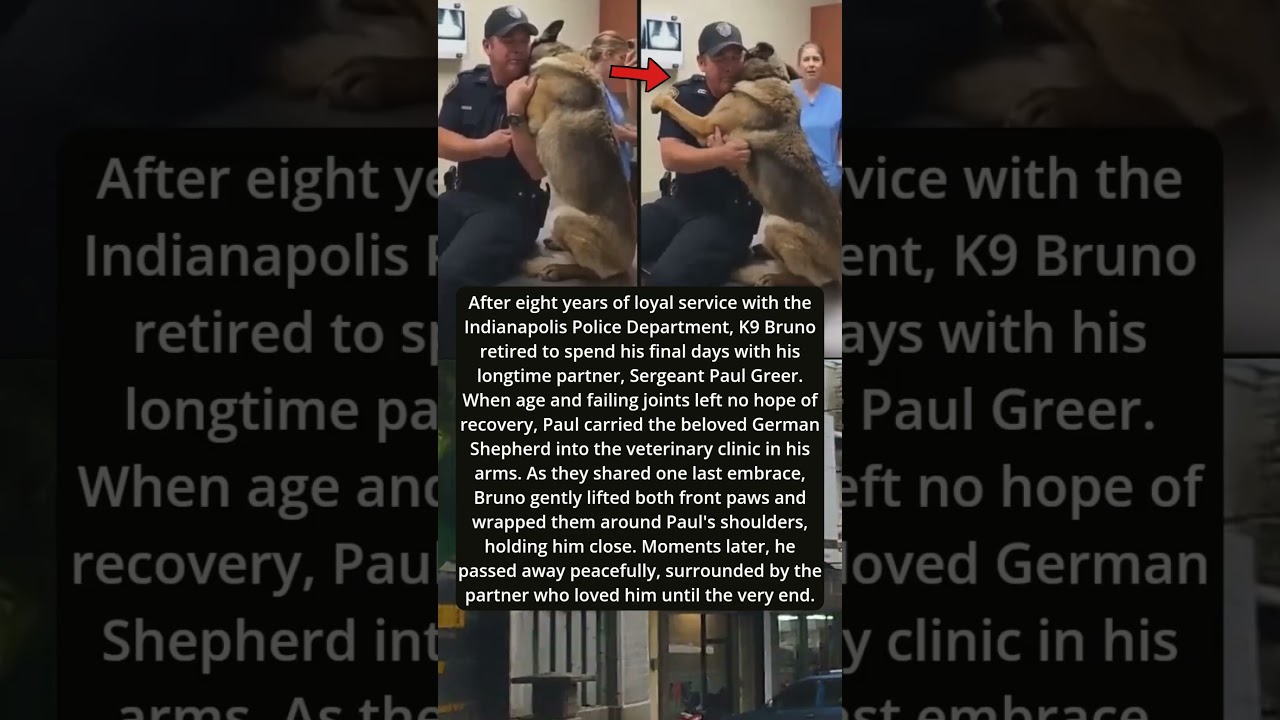 K9 Bruno&rsquo;s Final Goodbye: He Held On Until the End ❤️#k9bruno #PoliceDog#stories