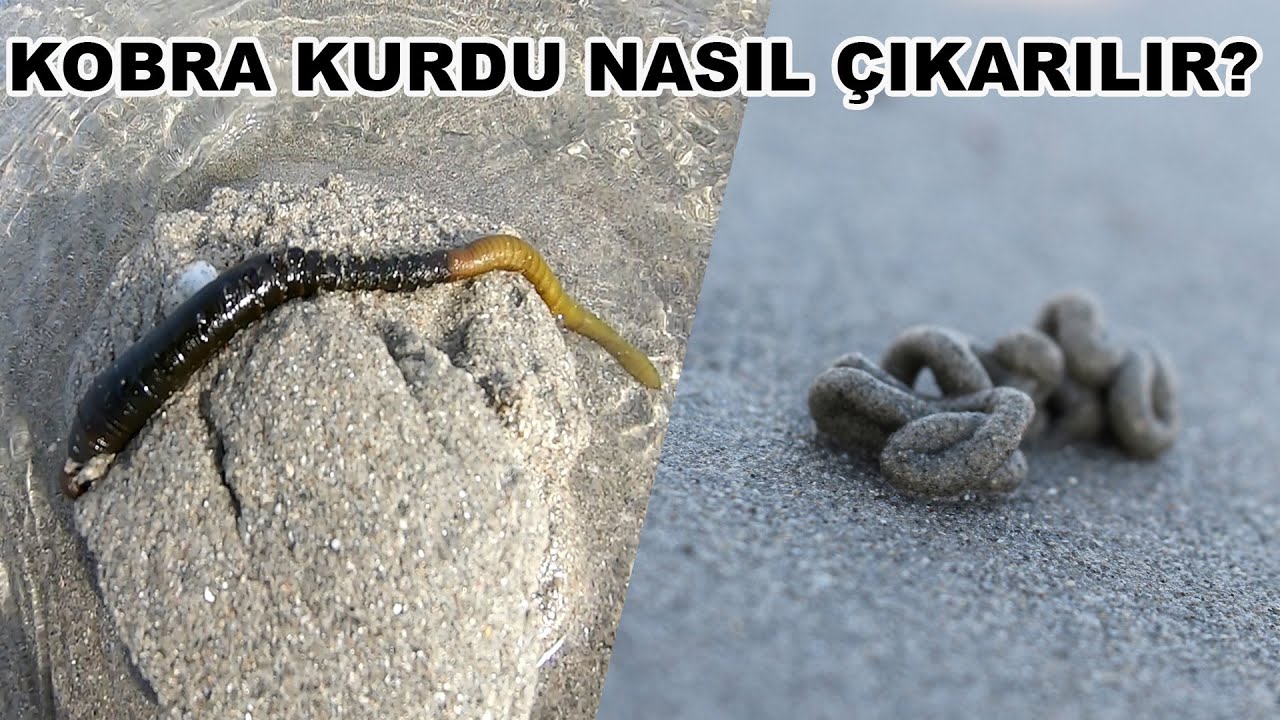Kobra Kurdu Nasıl Çıkarılır?
