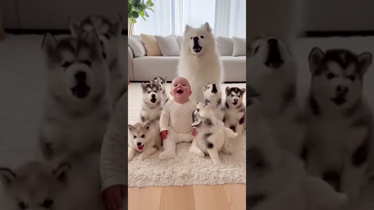 Baby Says “Awoo” & Huskies + Samoyed Join a Fluffy Concert🙊 