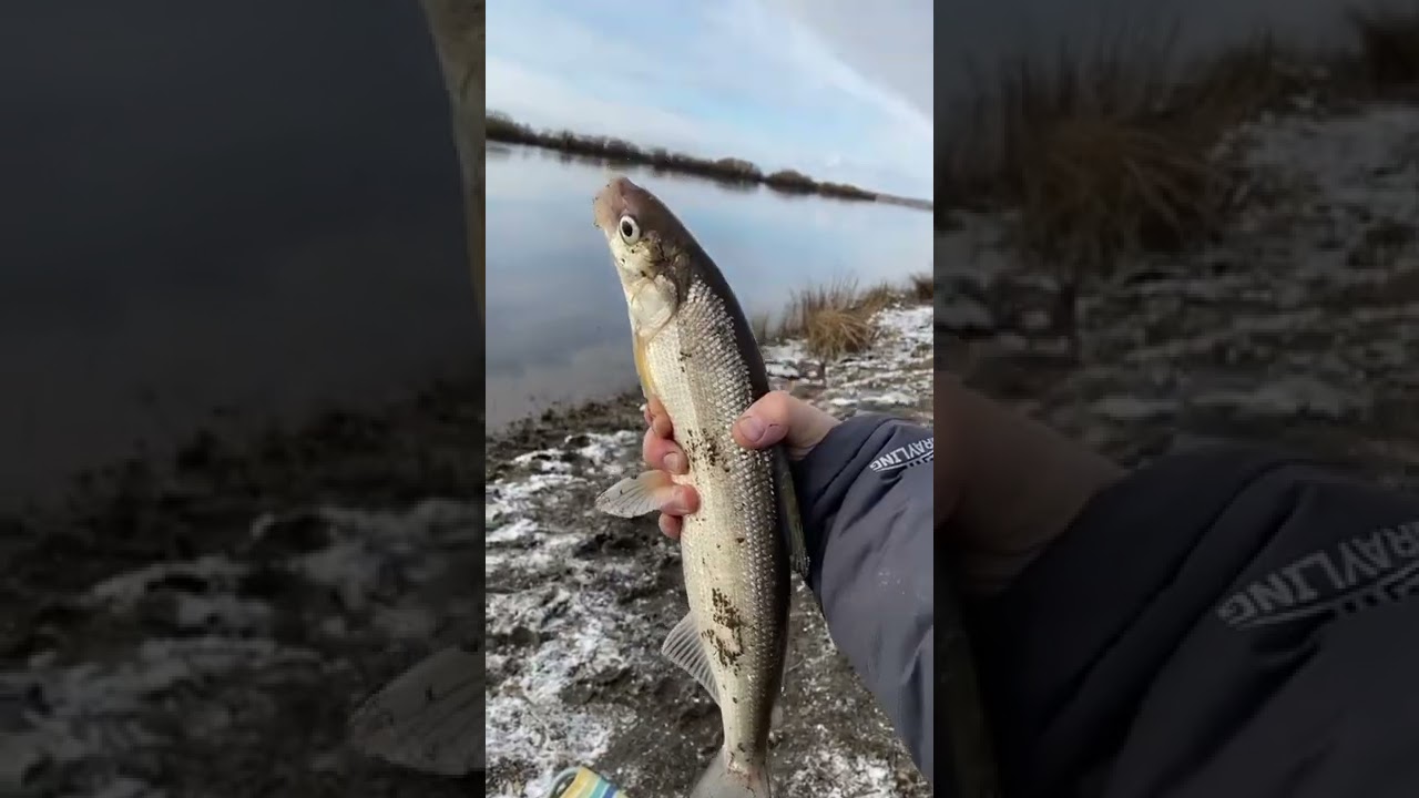 Вы уже ловили? Крупный сиг на резинку!