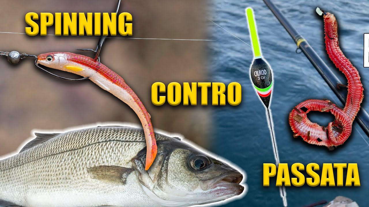 PESCA alla SPIGOLA a SPINNING e a BOLOGNESE in PASSATA con KOREANO ROSSO con @il PescaTuber