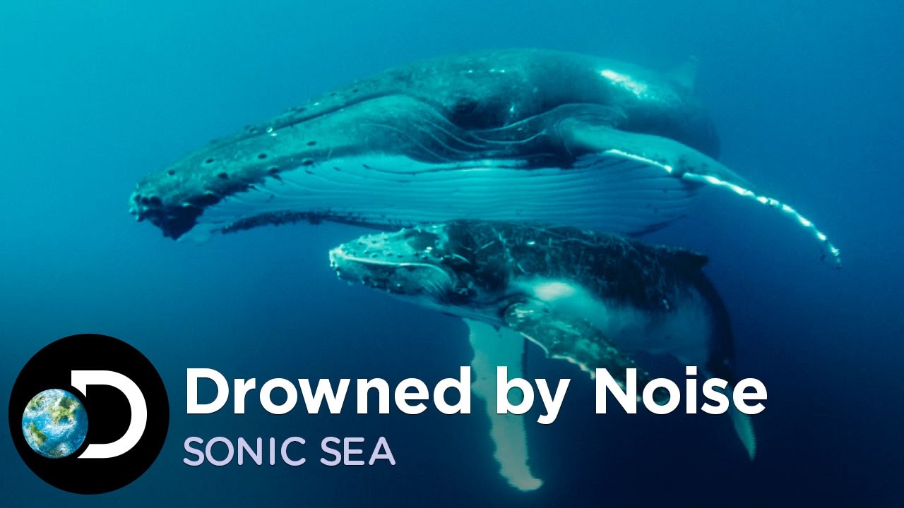 Songs Of Whales Drowned By Man Made Noise | SONIC SEA
