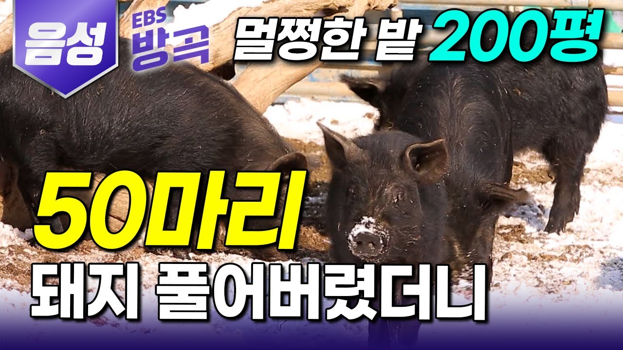 [충북 음성] 