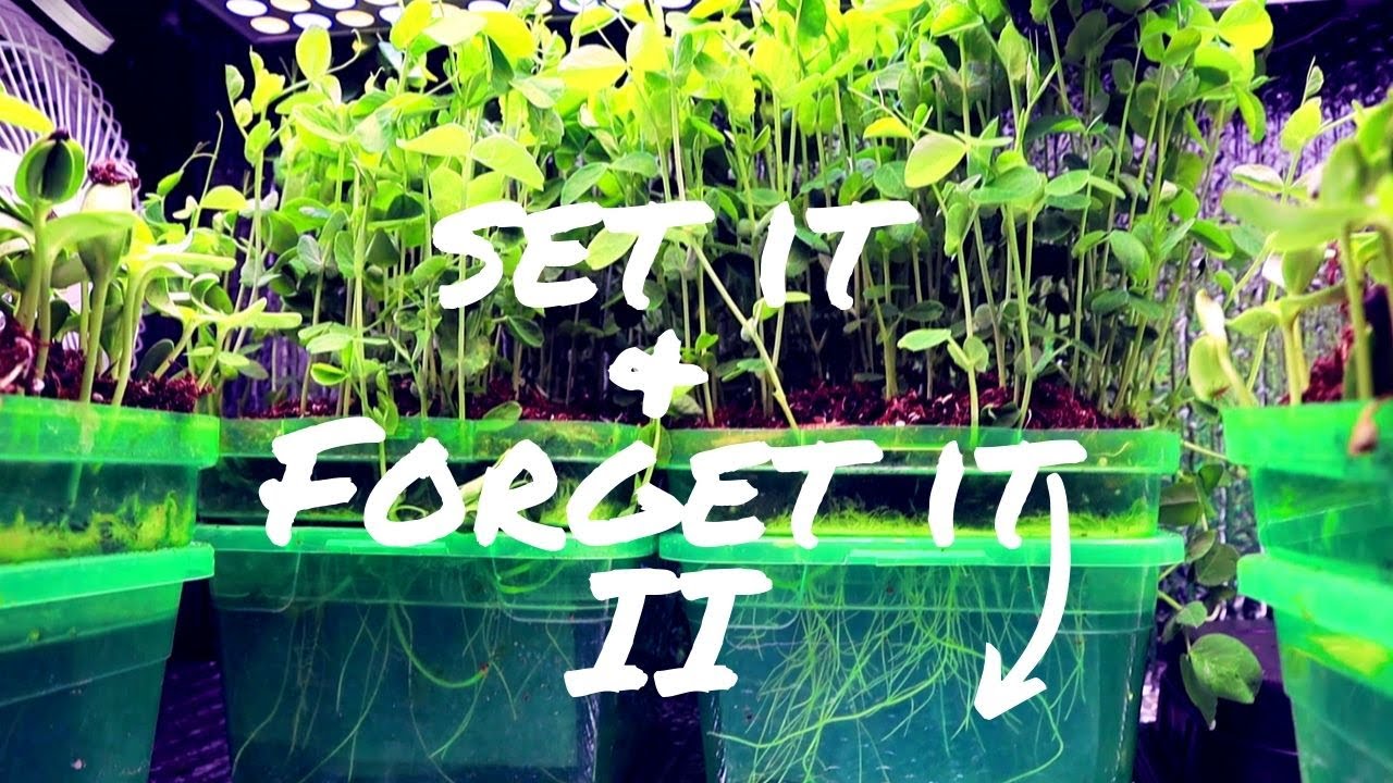 How To Grow Microgreens - Pea Shoots - Sunflower Sprouts -  DIY Hydroponics