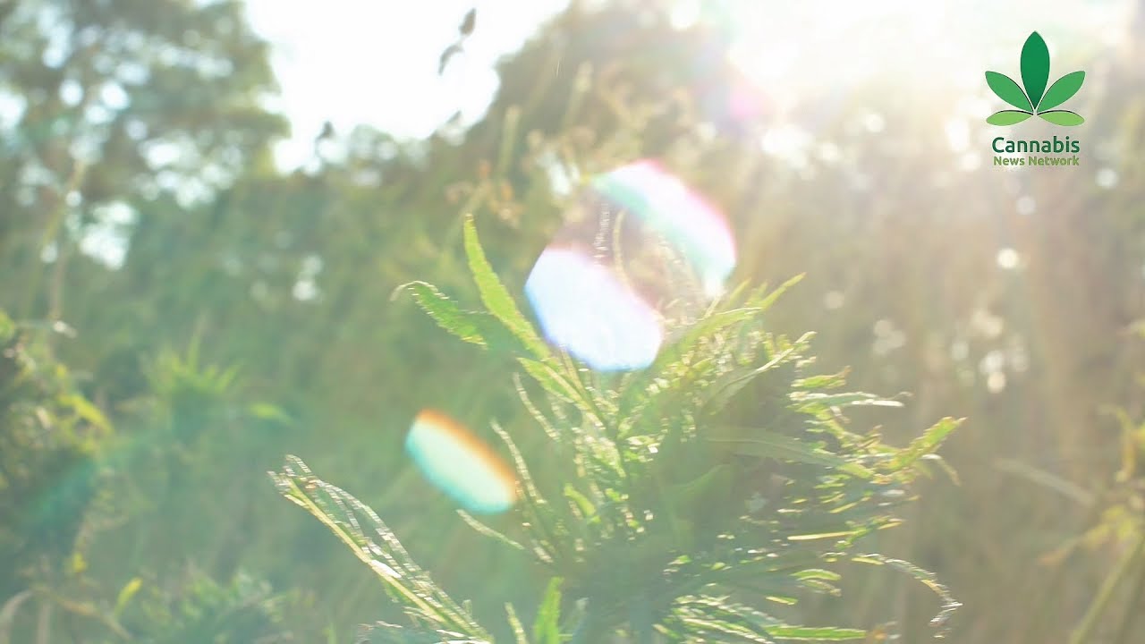 CBD, game-changer in the hemp industry, blocked by politics?