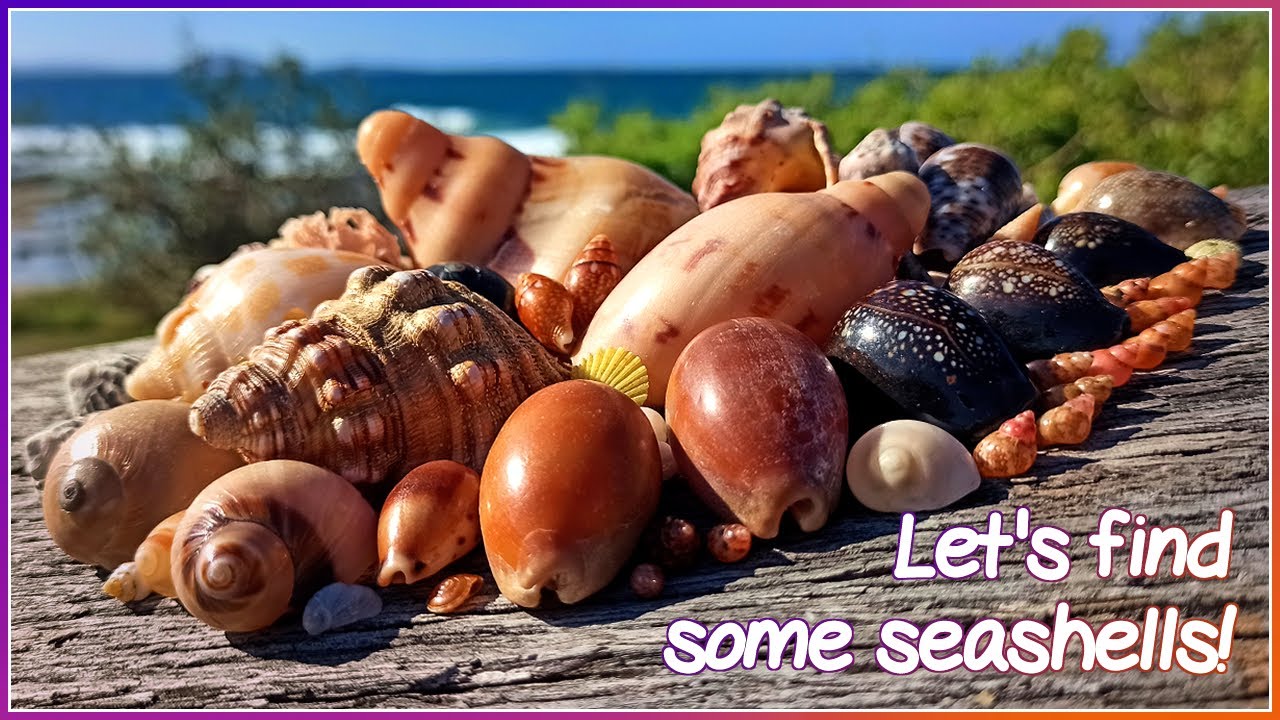 Finding Seashells at Low Tide | Tale of Two Cherries [Virtual Shelling]