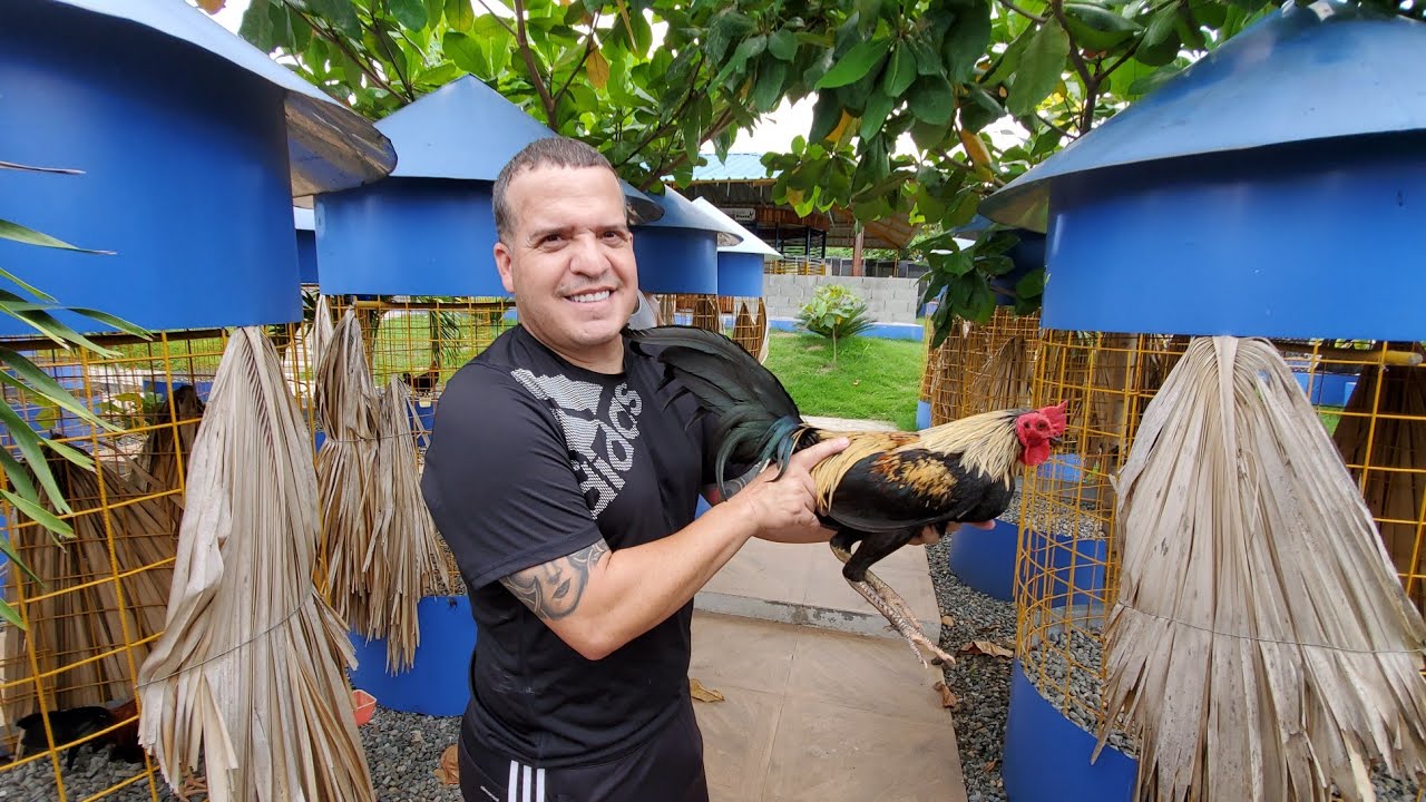 WILLITO RIVERA, GALLERO BORICUA  RADICADO EN REPÚBLICA DOMINICANA, PARTE DE SUS ANIMALES.