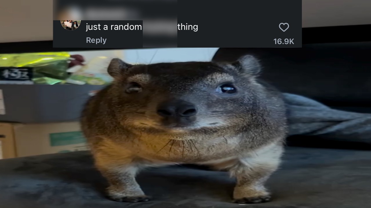 How This Became the Most Disrespected Animal of 2026