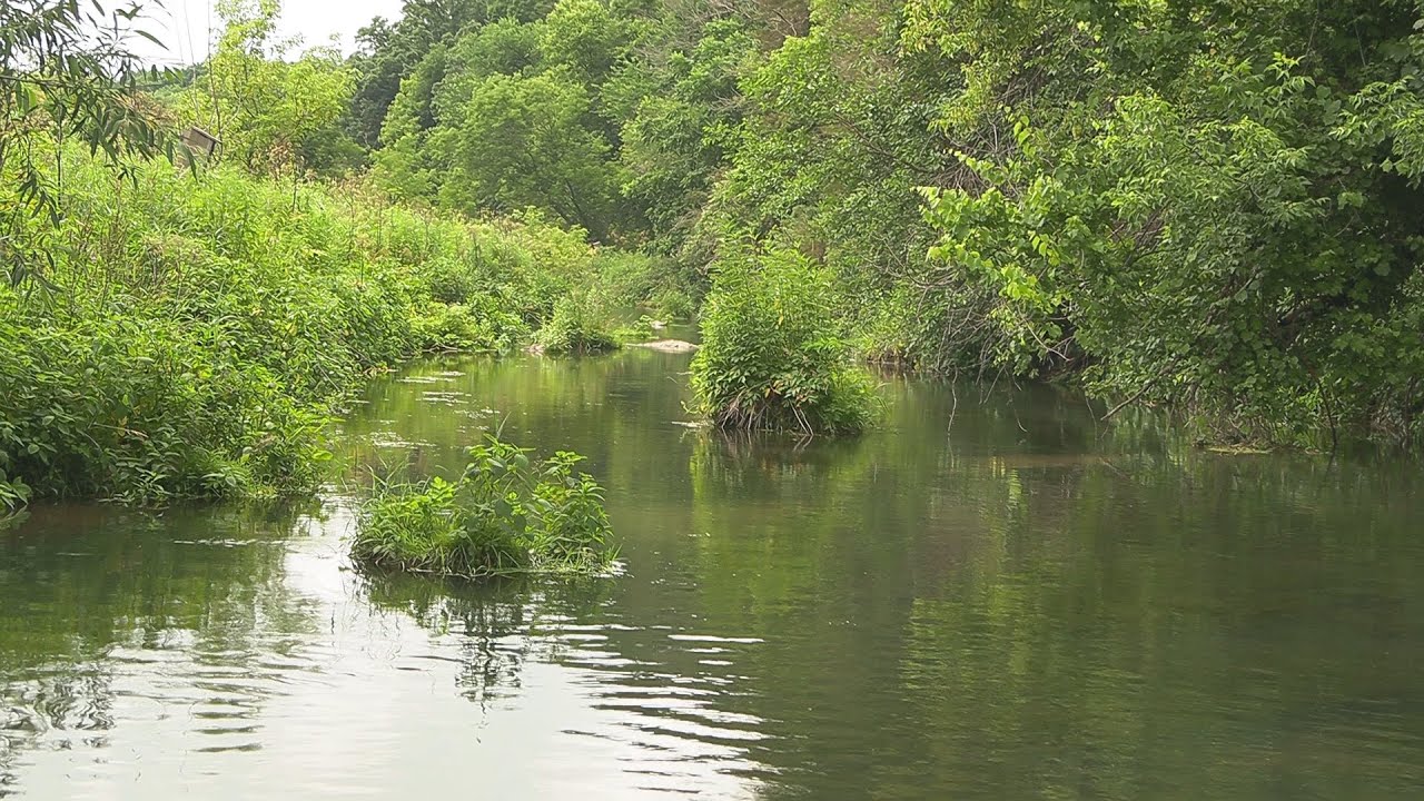 Fly Fishing the South Fork Root River, Minnesota