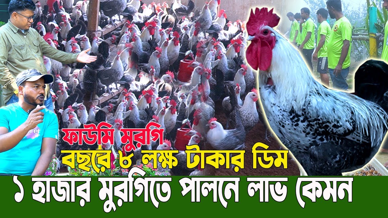 ৫০০ ফাউমি মুরগি থেকে আজ ২৫ হা*জার! ফাউমি মুরগির খামার |