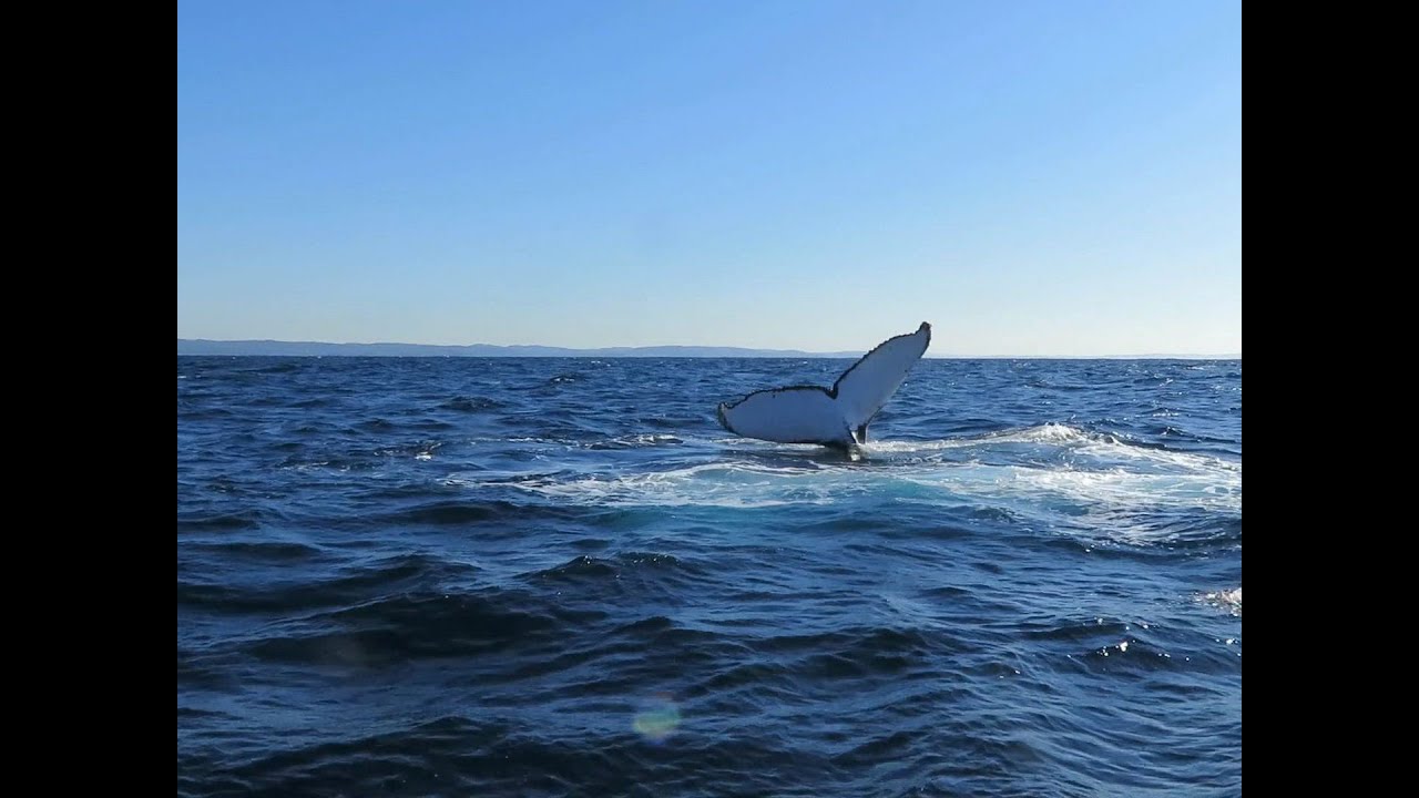 Whale watching in Sydney