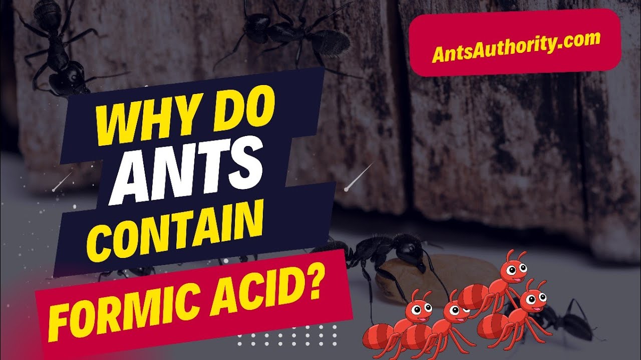 Why Do Ants Contain Formic Acid?