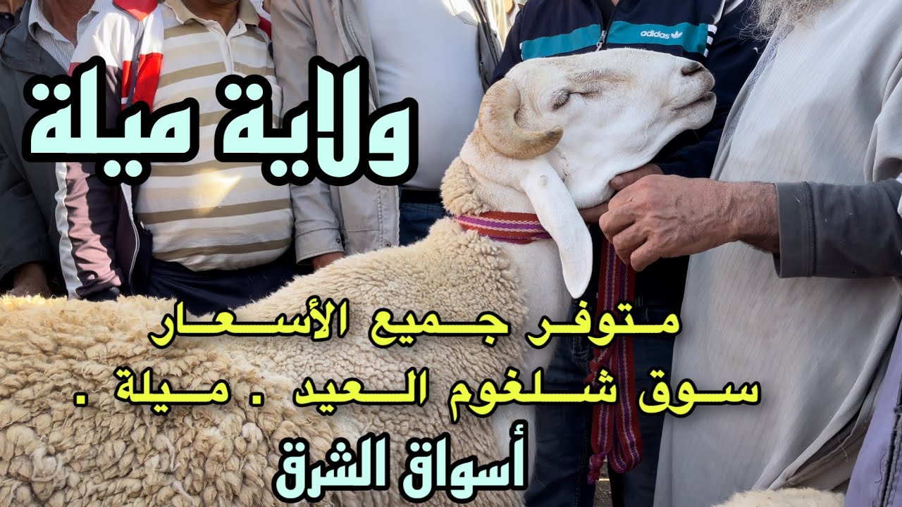 أسعار أضحيات و كباش العيد بسوق ( شلغوم العيد ) أكبر بلدية في ولاية ميلة | أسواق الشرق ا تغطية خاصة