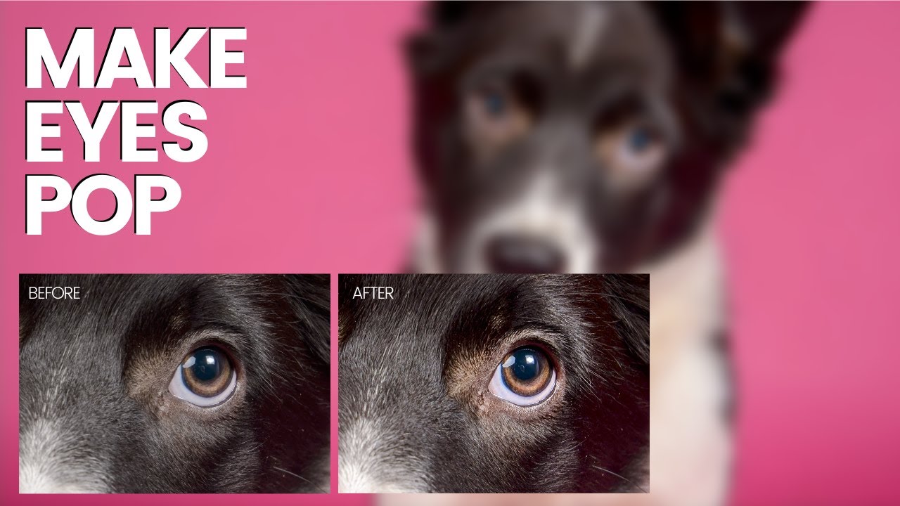 HOW TO MAKE EYES POP in 2 minutes in Adobe Lightroom - Dog Photo Editing 101
