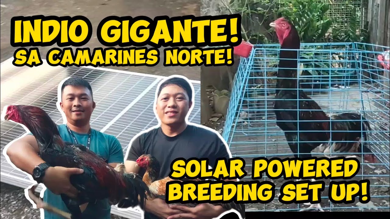 SOLAR POWERED BREEDING SET UP NG INDIO GIGANTE BREEDER SA CAMARINES NORTE! #índiogigante #fyp