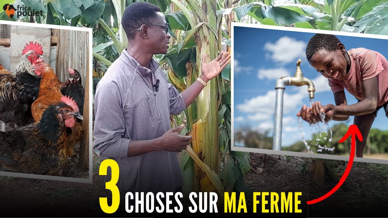 (EPISODE 07) Ferme Avicole/Agropastorale : Les 3 Priorités pour Réussir (élevage du poulet local)