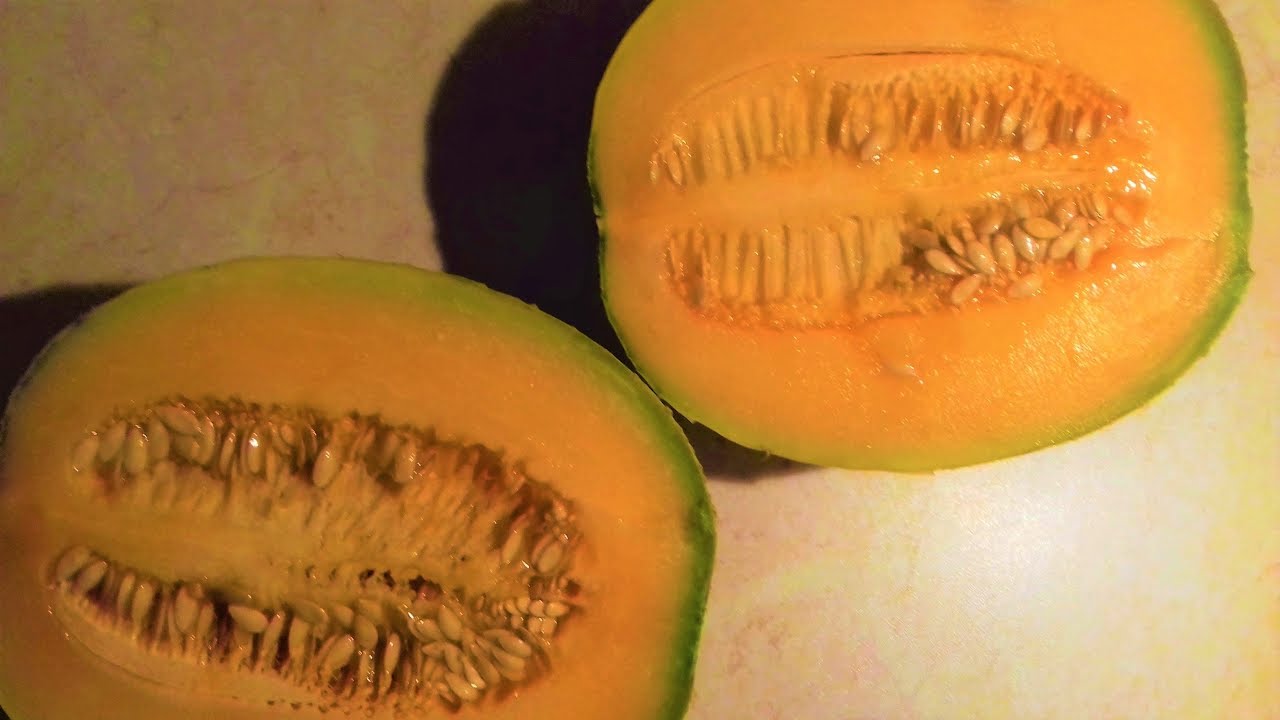 UPRAWA MELONA W POLSCE - w gruncie