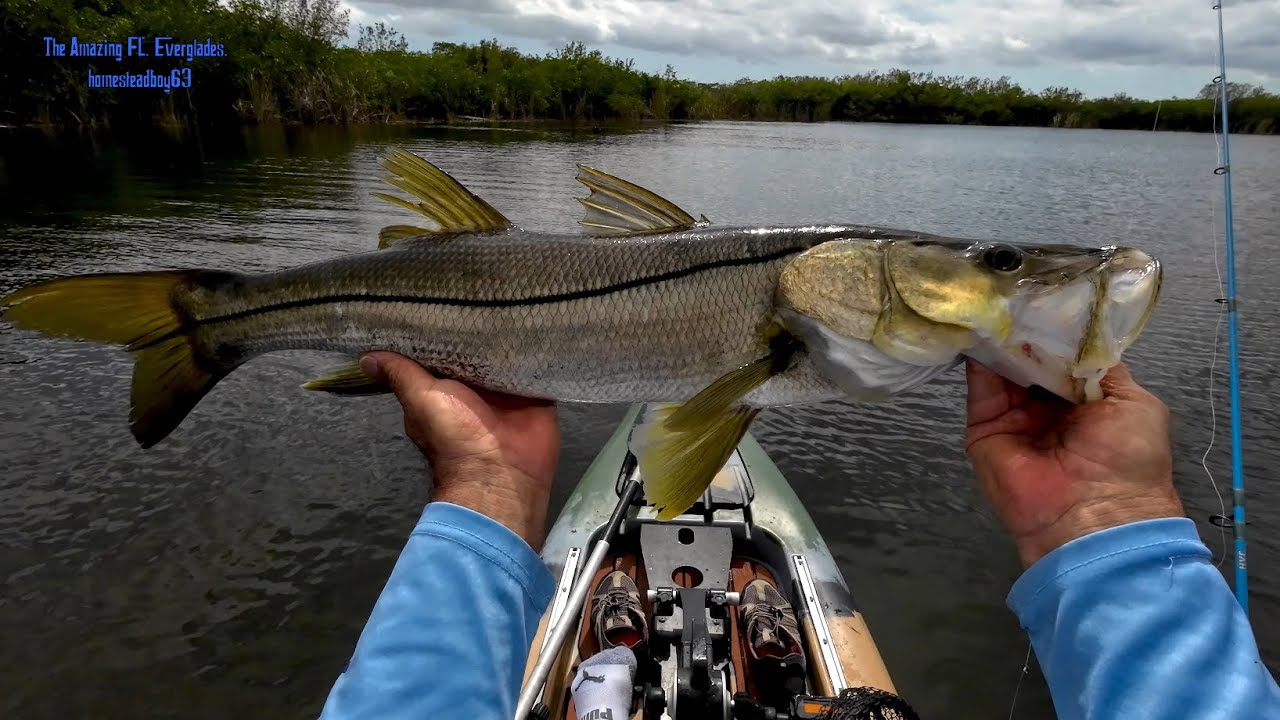 Kayak Snook Fishing The Everglades.