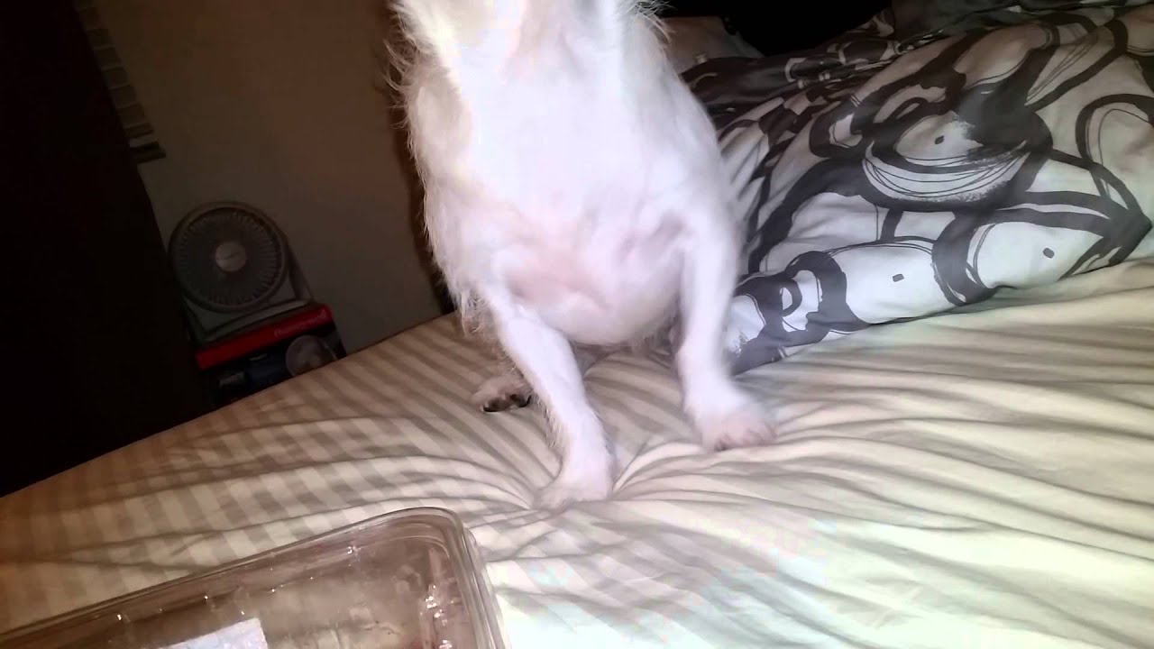 Esther vs Watermelon Seeds