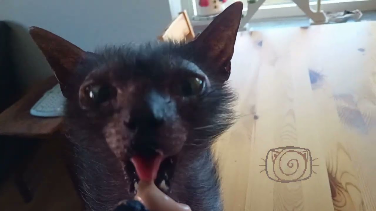 ASMR Lucie the werewolf cat licks up a Dogman Creamy Snack, eager and kinda satisfying mouth sounds!