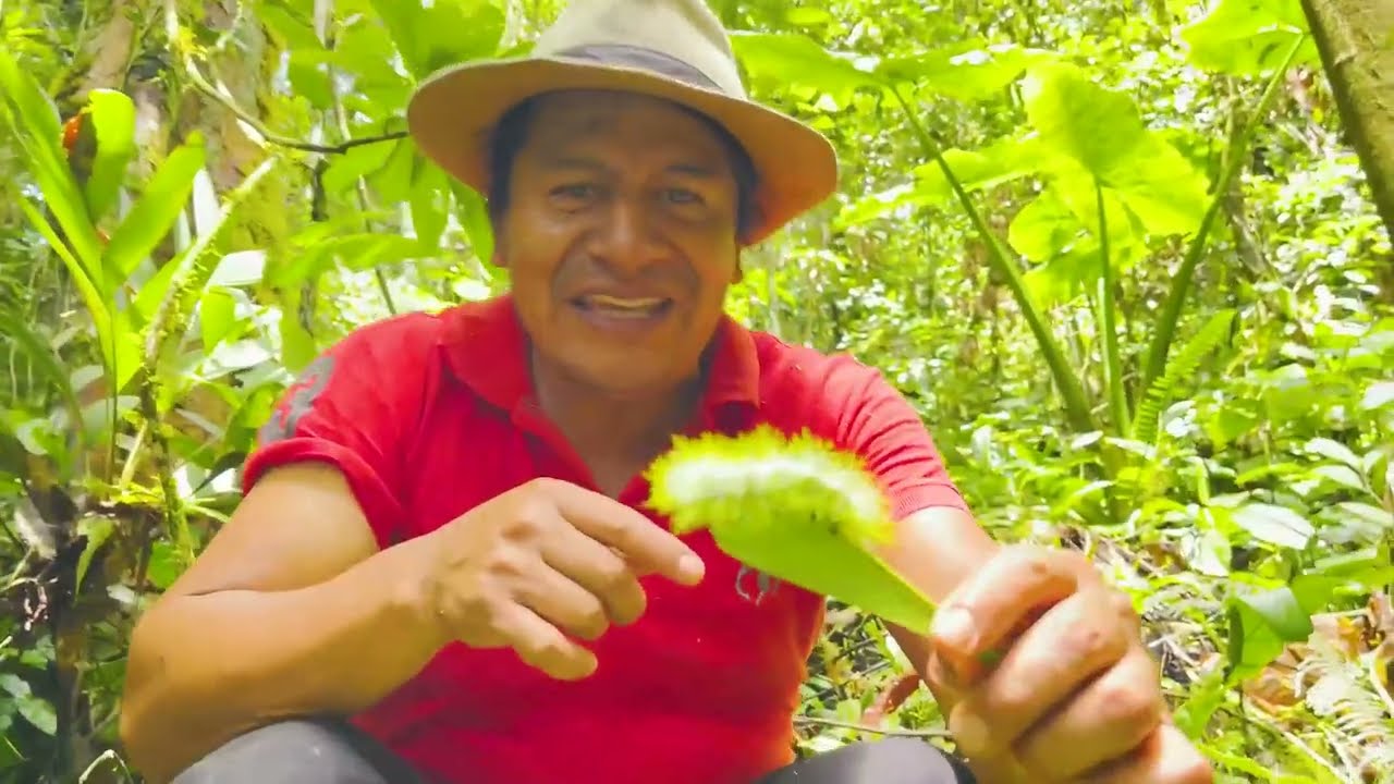 Me Pico UN CHINICURO Por rescatar Orquidea Anguloa O Cuna De Venus.