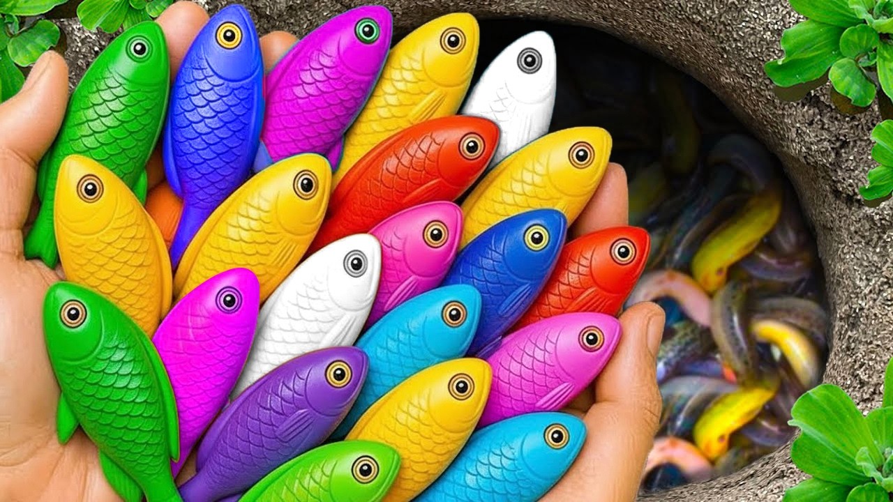 Catch beautiful aquarium fish in small pond baby turtles, eel, pencil fish,  nemo fish, crab, shrimp