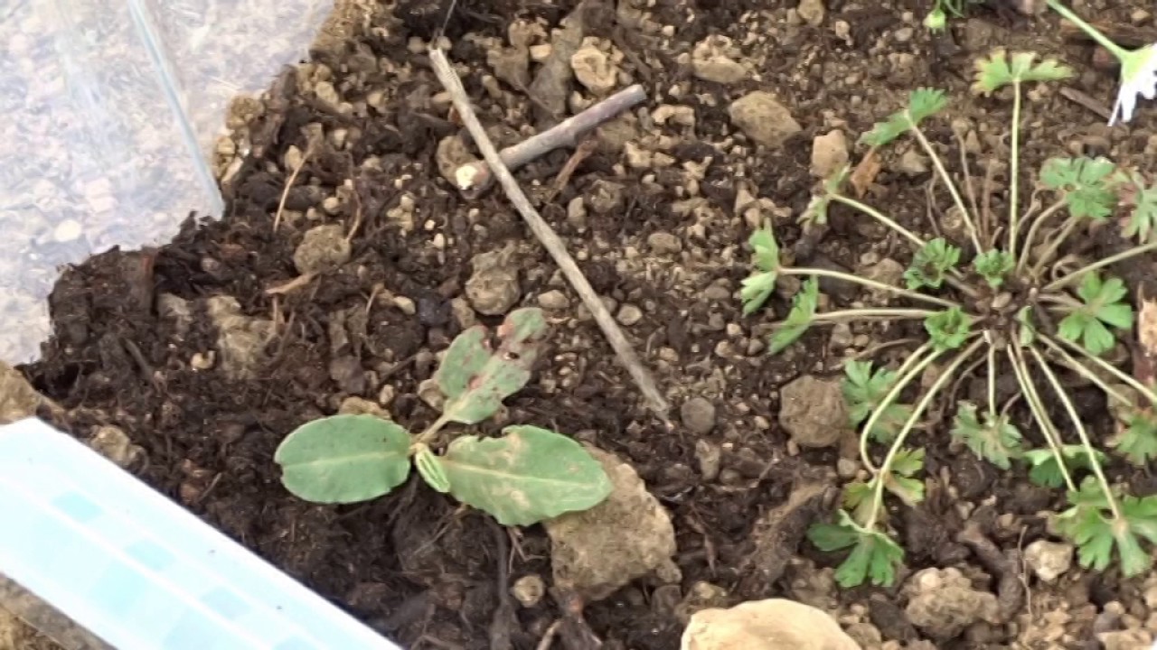 Endlich Stabheuschrecken! -Wir bauen ein Terrarium