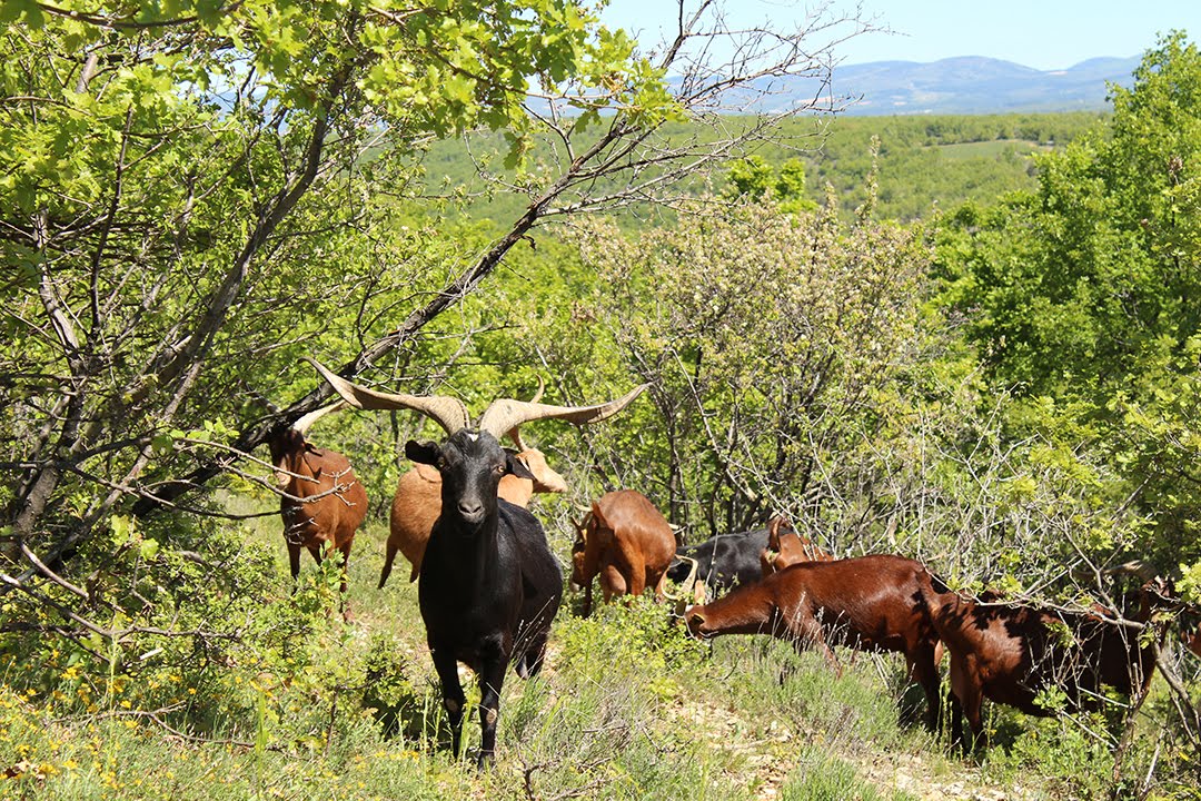 Buchette de Manon and the famous Rove Goats of Provence
