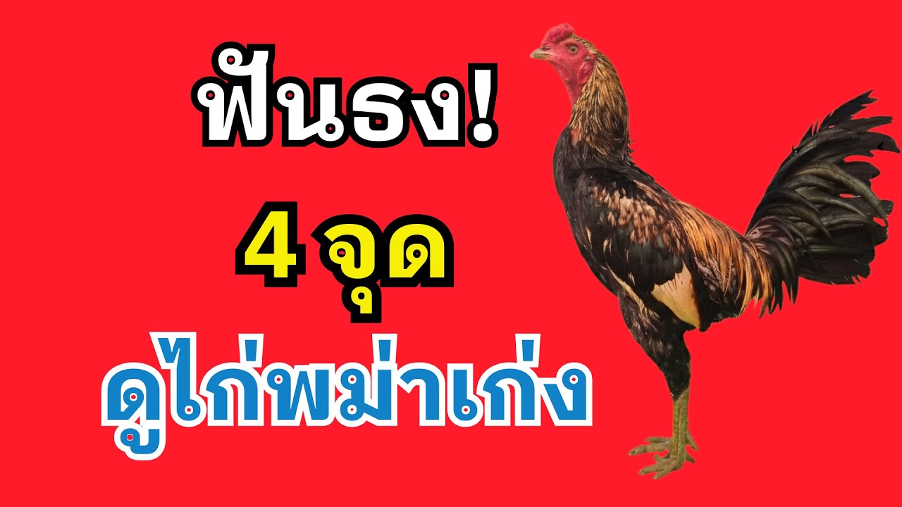 ลักษณะไก่เก่ง