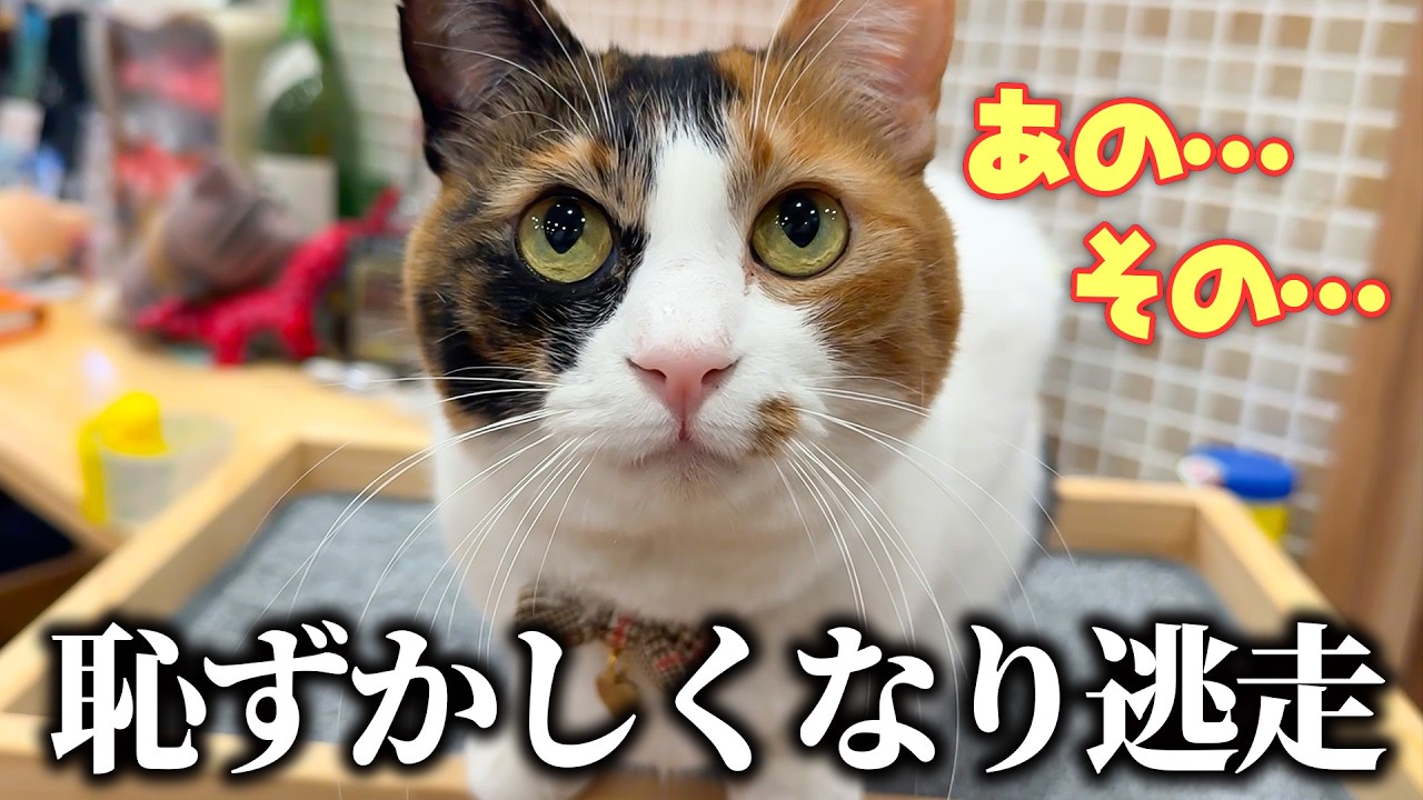 自分の勘違いに気づいた猫が、全力で誤魔化そうとする様子がこちらです。