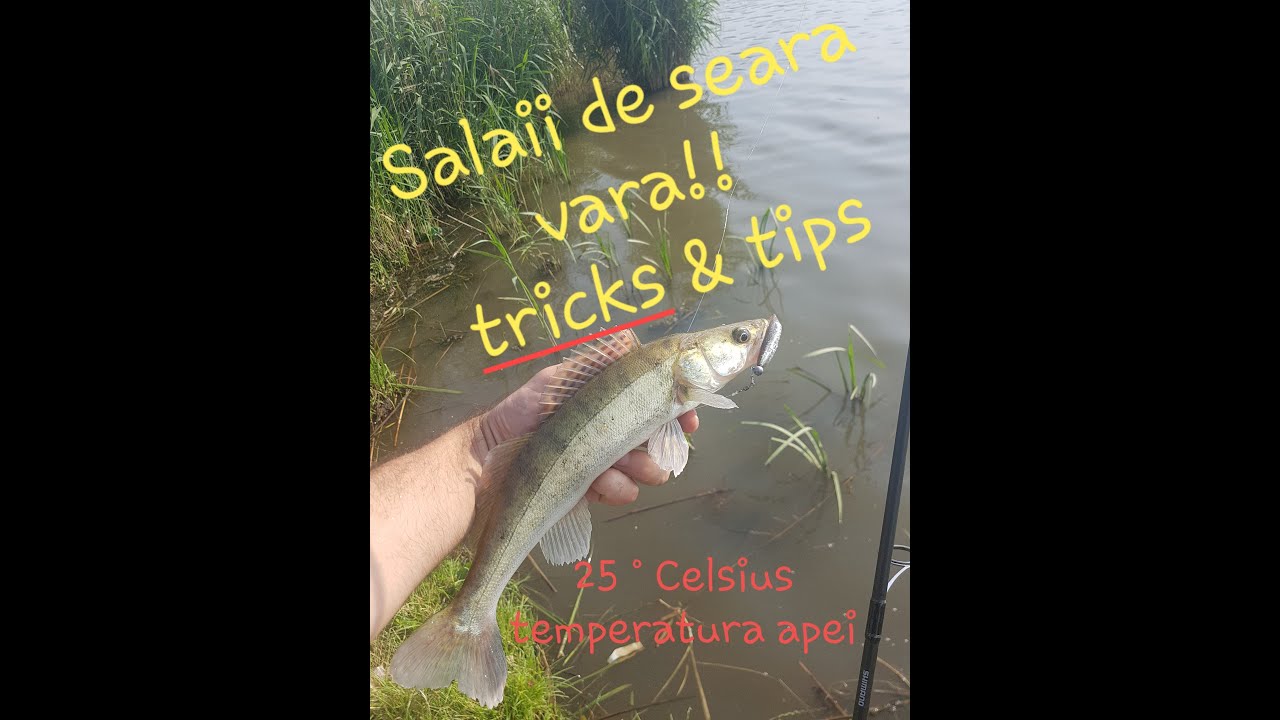 Cateva ore de spin la salau seara pe Martinesti Iaz