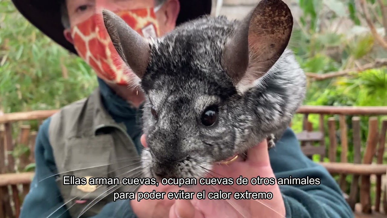 BUIN ZOO TE ACOMPAÑA EN CASA (Conociendo a la chinchilla)