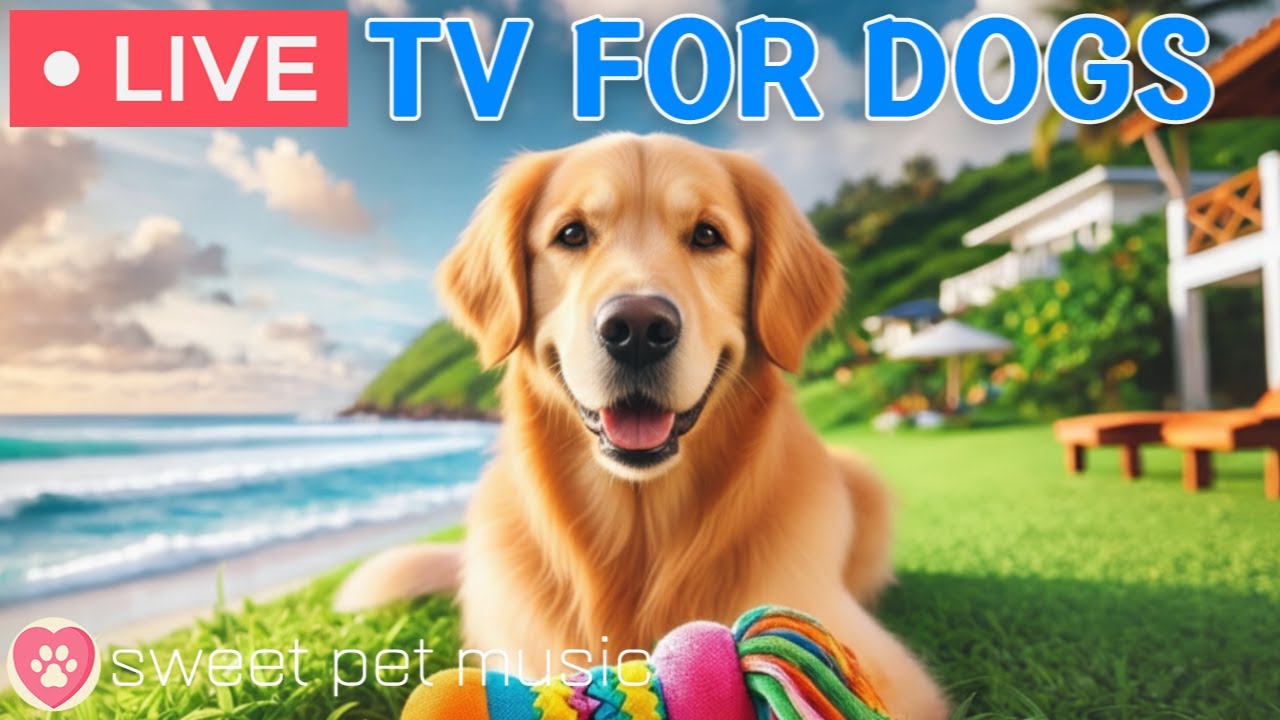 🔴24 Hours of Dog TV🎵🐶Calming Dog Music for Sleep🐾🩷Soothing Music for Dogs with Stress and Anxiety