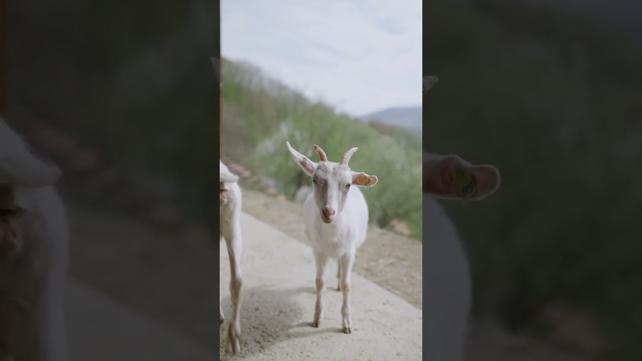 goat video #goat #animals #reels #india