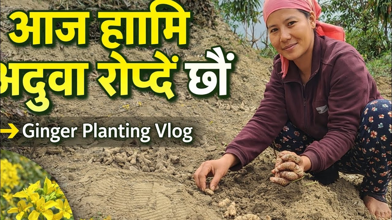 आज हामी बारी मा अदुवा रोप्दै छौँ 