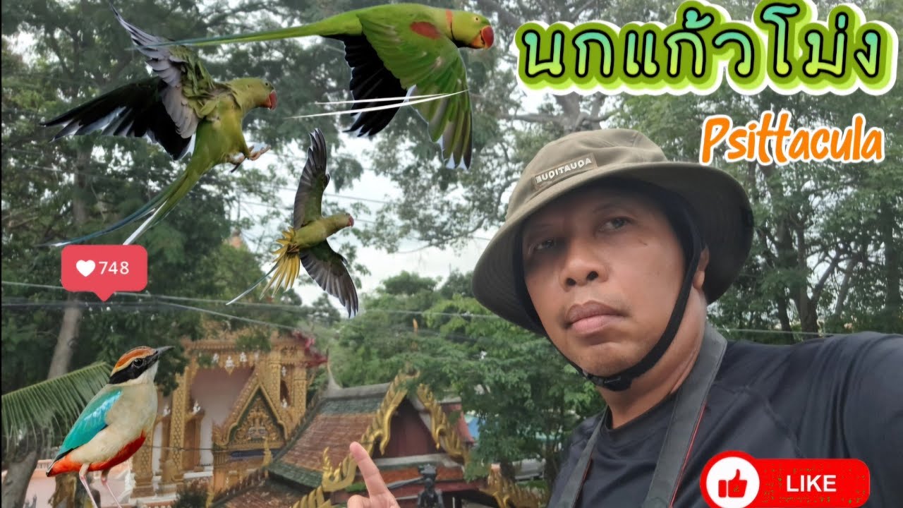 นกแก้วโม่ง วัดสวนใหญ่ นกแต้วแล้วนางฟ้า สวนหลวง ร.9