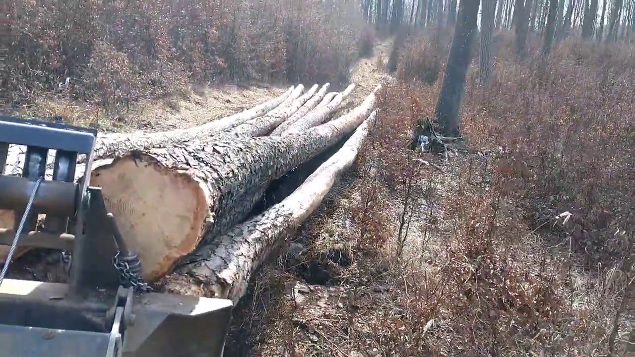 Skidder ORVEX LT 100, Ťažba borovice, Working in forest 🇸🇰