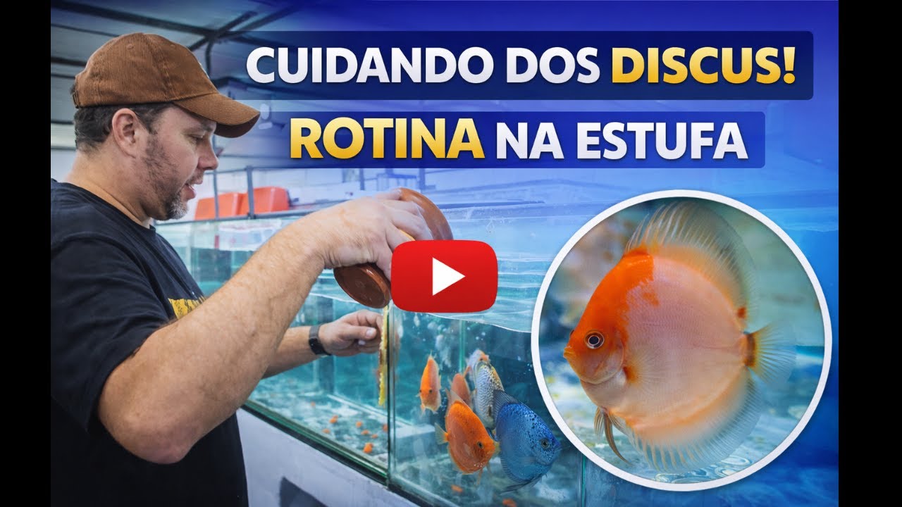 O Trabalho Diário com os Discos