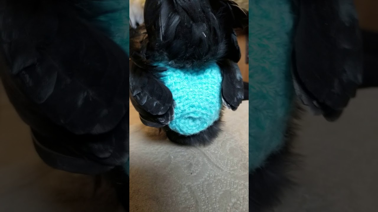 Crocheted diaper for bantam chickens
