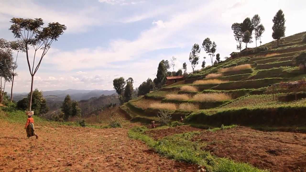 From Farm to Cup: A Tea Farmer's Perspective