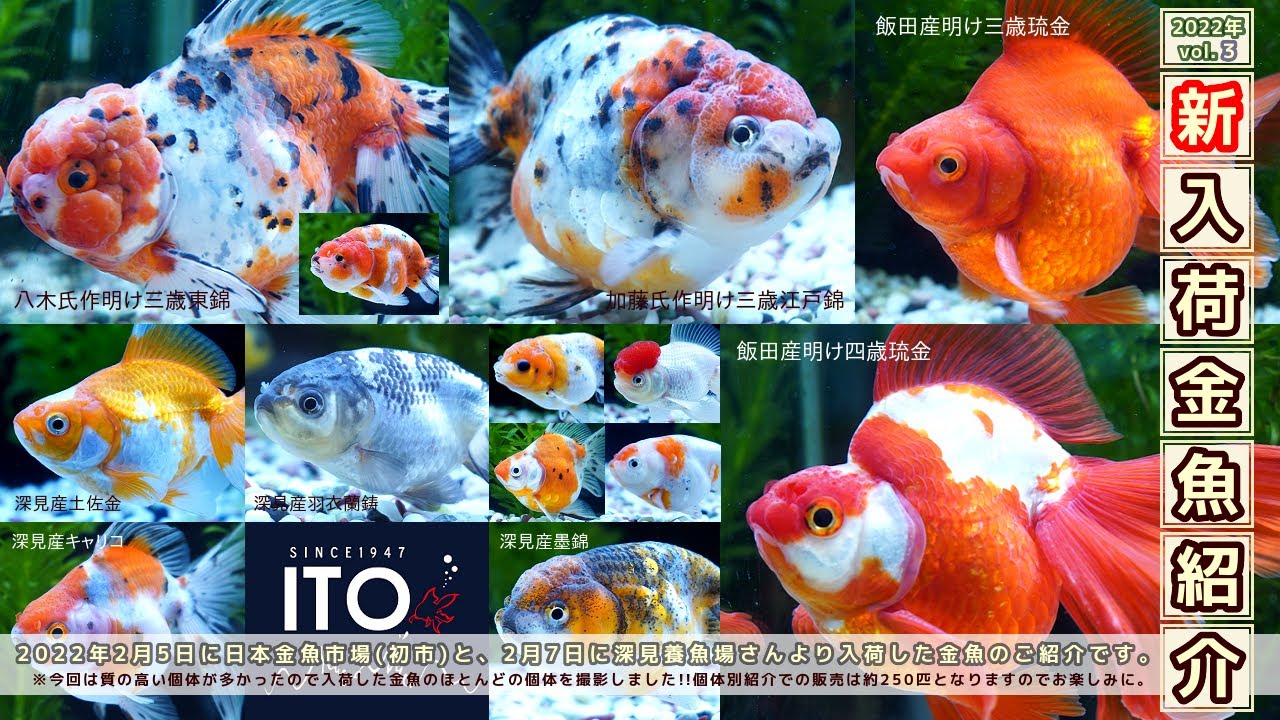 【伊藤養魚場入荷情報2022年vol.3】2022年2月8日に深見養魚場さんより入荷、5日に日本金魚市場より入荷した金魚のご紹介です。