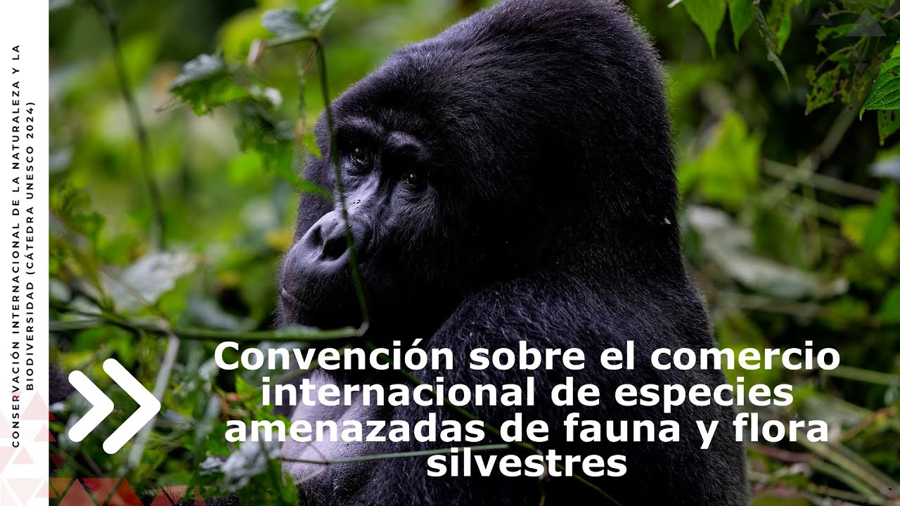 La Convención sobre el Comercio Internacional de Especies Amenazadas de Fauna y Flora Silvestres