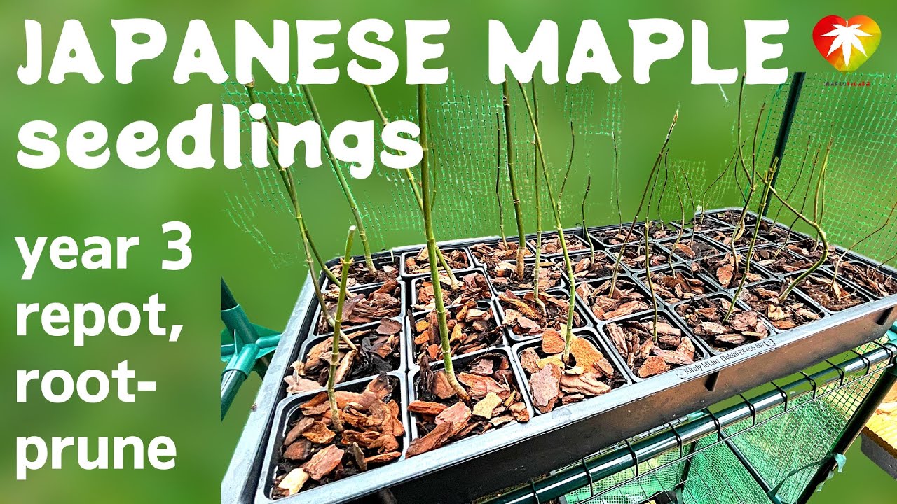Japanese Maple seedlings year three repot, root-pruning