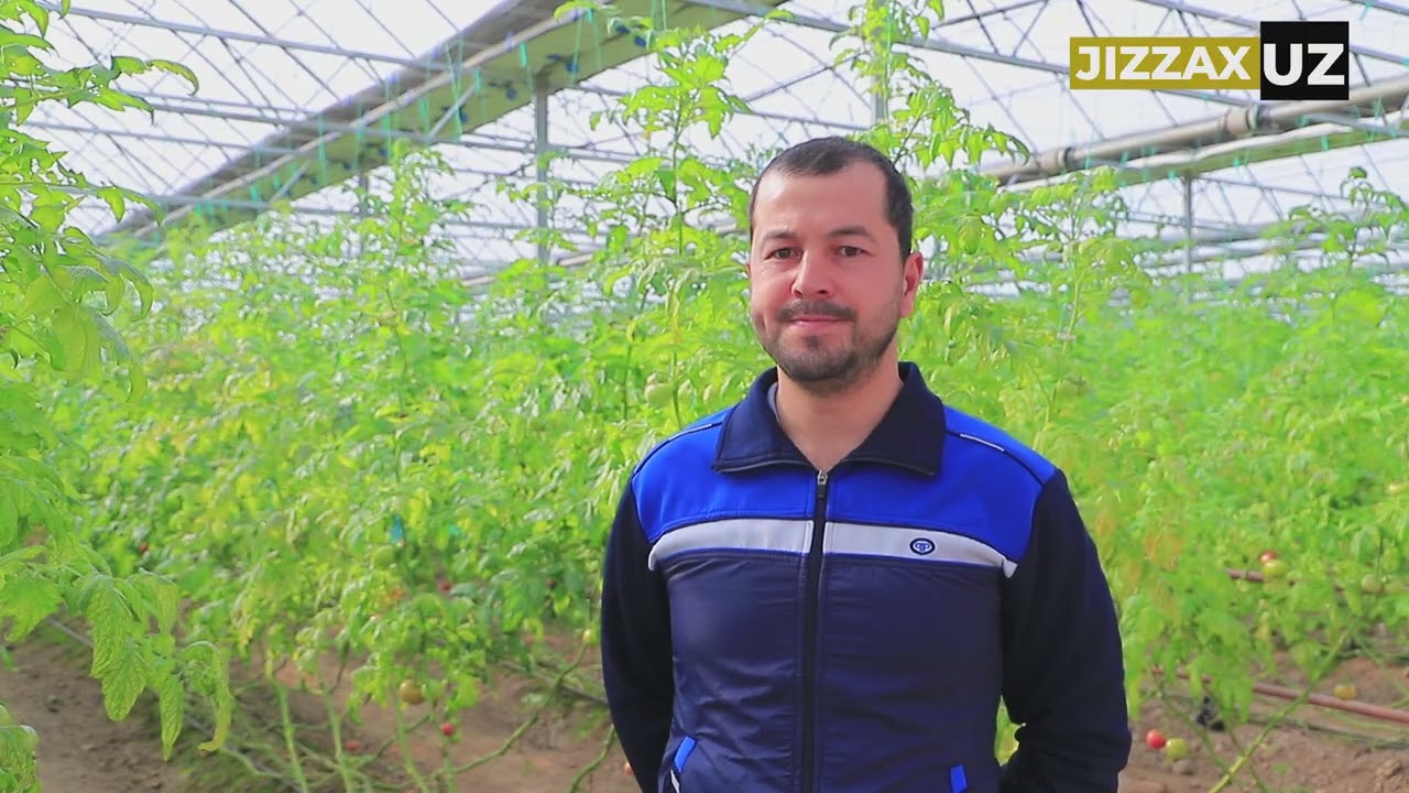 Videoreportaj: Zarbdorda zamonaviy issiqxona aholi bandligini ta’minlamoqda