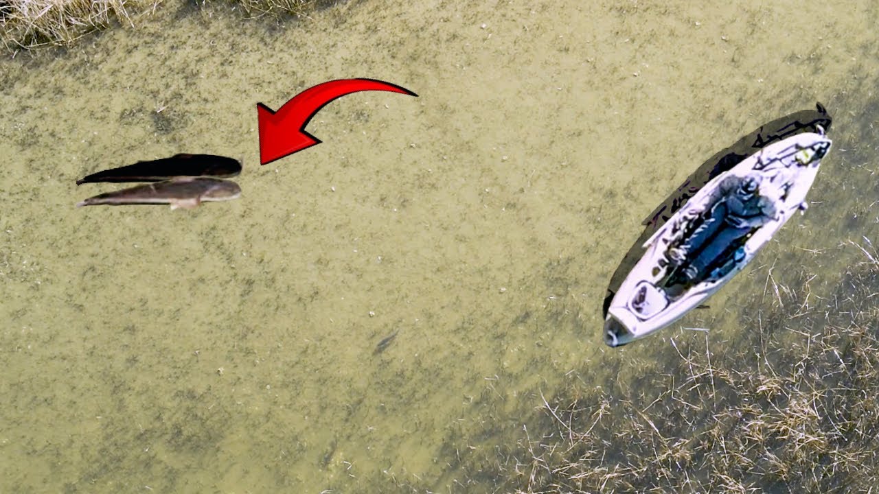 Sight casting STACKED winter REDFISH! Inshore kayak fishing