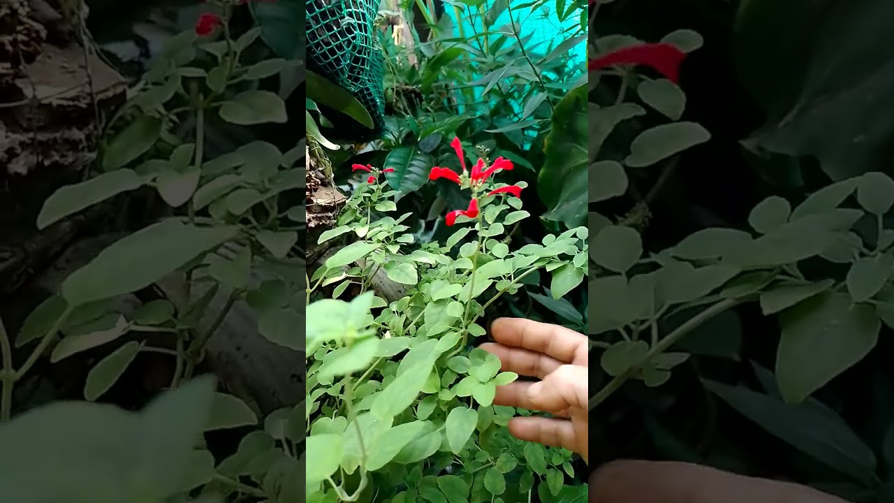 Vivero Piel Kanela ❣️Salvia Roja#plants#Flores#remedio casero