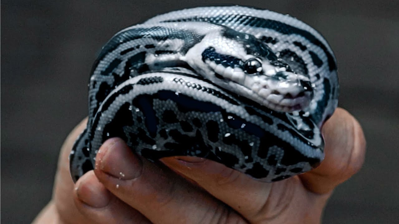 BLUE and SILVER SNAKE MOM LAIDS EGGS!! | BRIAN BARCZYK