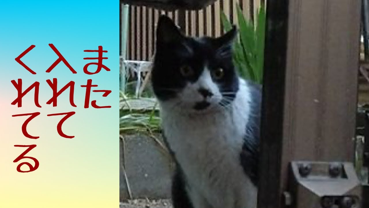 今日はお昼にも来たのよ。　 福猫ふくちゃん　lucky stray CAT