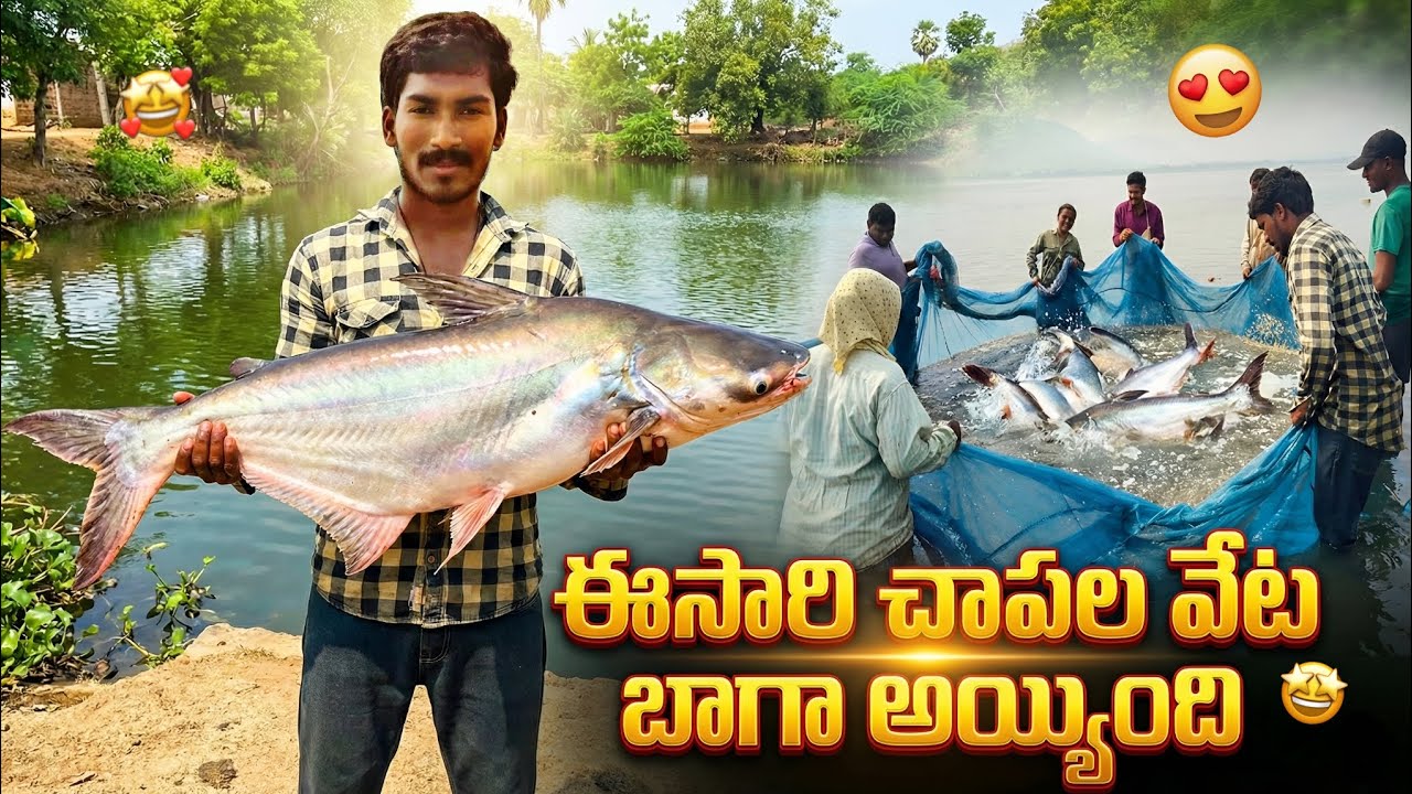 ఈ సారి చాపల వేట బాగా అయ్యింది 🤩 || we got big fishes in hunt 🦈|| fishes in pond 